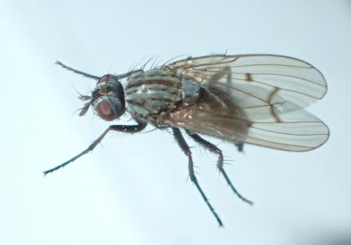 Réf. 197 865 : Anthomyia liturata